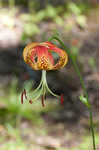 Carolina lily